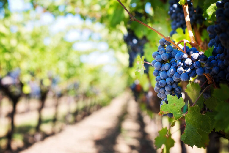 08 Amazing Benefits Of Grapes For Your Health Grapes contains huge number of nutrients such as antioxidants, vitamins and minerals etc. These nutrienta give incredible health benefits in human body.