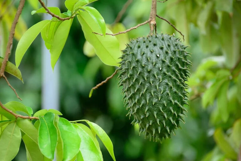 What are the most Incredible Health Benefits of ANNONA?? This article provides you with the details you need to know about the phytochemical profile and health benefits of soursop