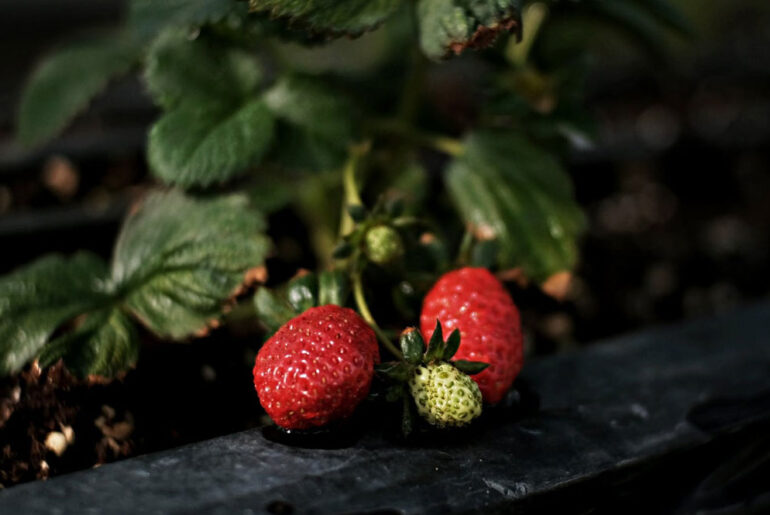Promising 10 Health Benefits of Strawberry. Strawberry is rich in many nutritive and non-nutritive bioactive compounds which helps in promoting health and disease prevention.