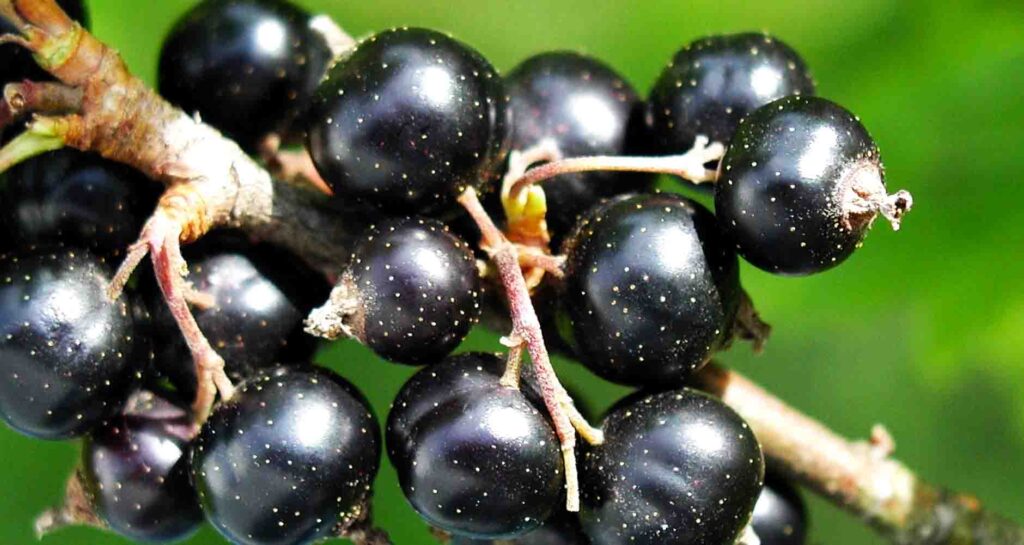 Blackcurrants