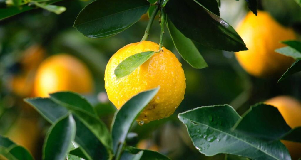Vitamins for dry skin - Lemons