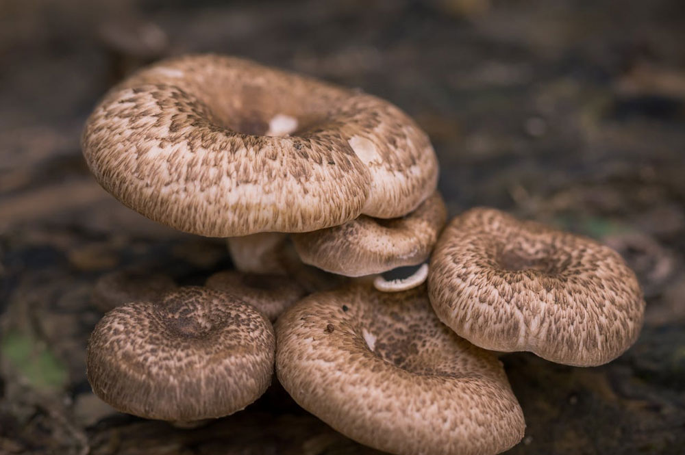 Mushroom Allergy symptoms treatments and tests