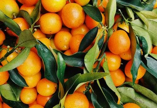Vitamins for dry skin - Oranges