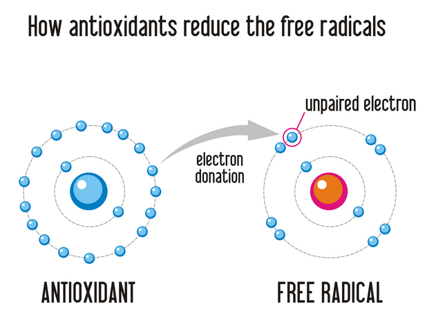 how antioxidants reduce the free radicals