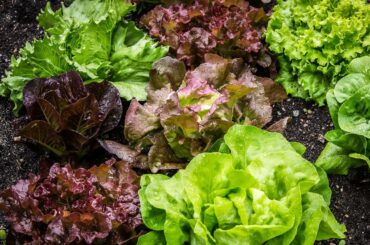 Red Lettuce, Wonderful facts about this leafy vegetable Red lettuce, wonderful facts about red lettuce