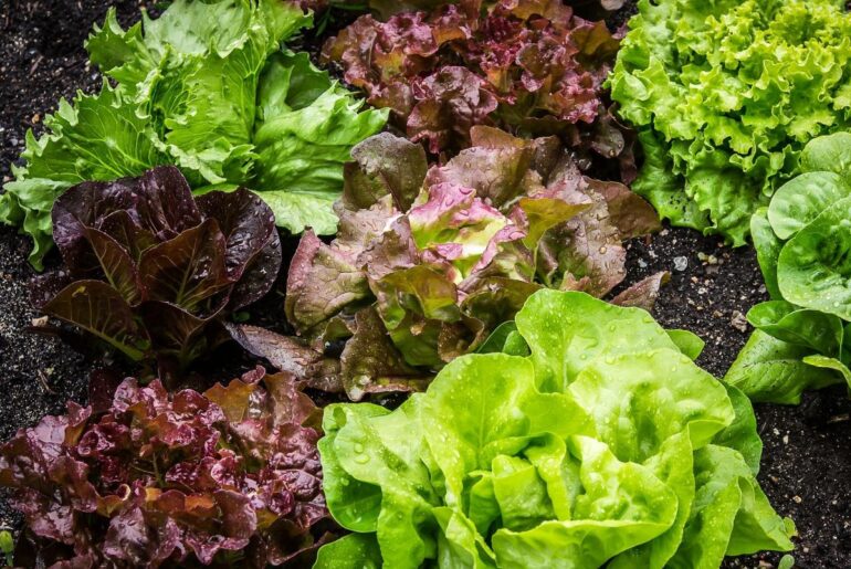 Red Lettuce, Wonderful facts about this leafy vegetable Red lettuce, wonderful facts about red lettuce