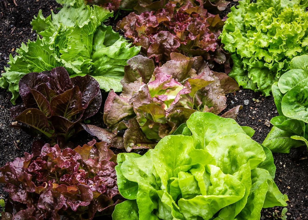 Red lettuce, wonderful facts about red lettuce