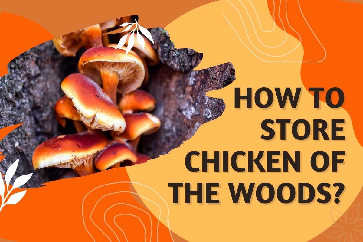 How to store chicken of the woods - Chicken of the woods can be stored properly after cleaning well and removing stems.