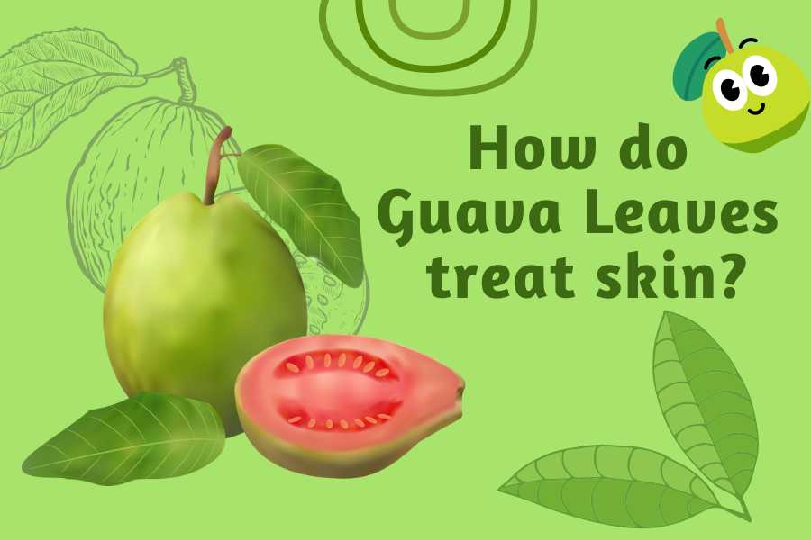 benefits of guava leaves